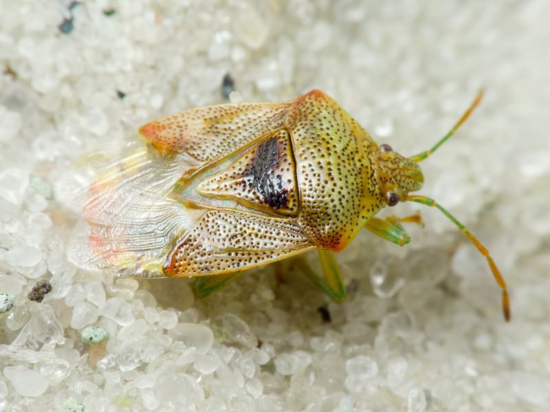 Elasmucha grisea (Linnaeus, 1758)
